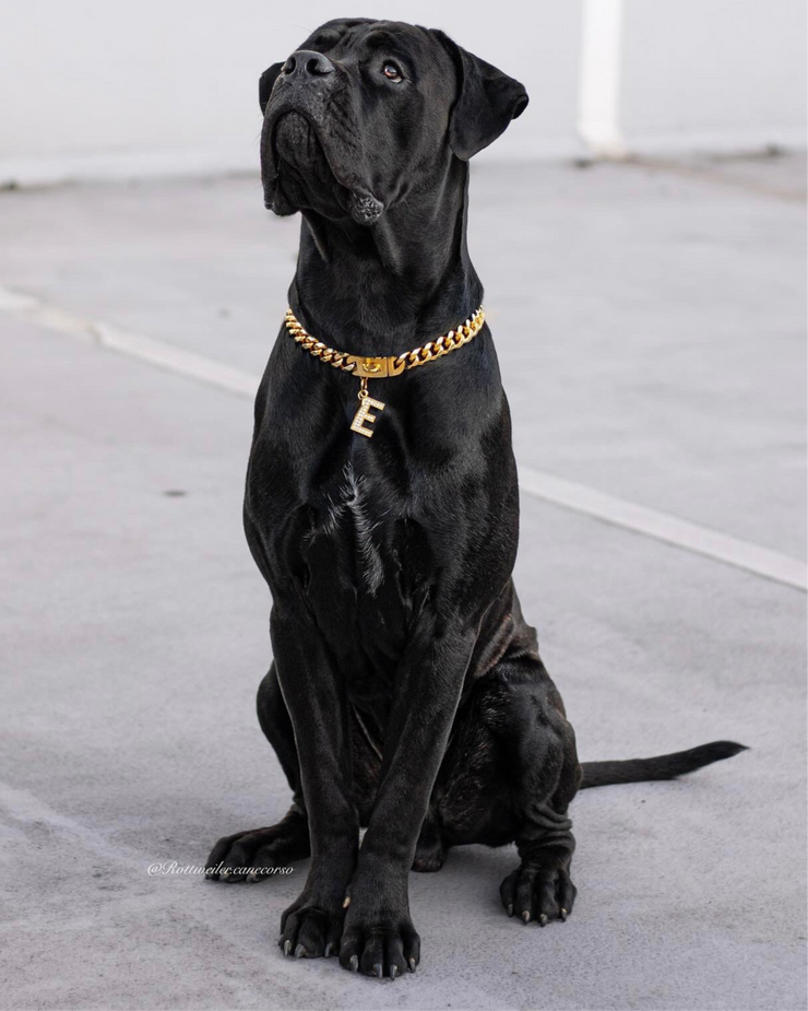 Gold Halskette - LUXDOG