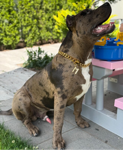 Gold Halskette - LUXDOG
