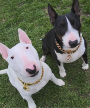 Gold Halskette - LUXDOG
