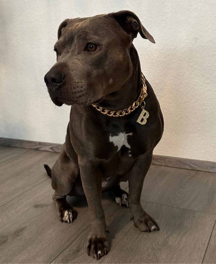 Gold Halskette - LUXDOG