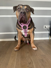 Luxdog fight Geschirr