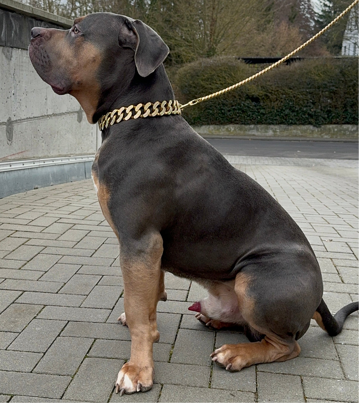 Ice out Cuban Edelstahl Hunde Halskette