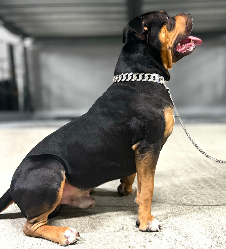 Ice out Cuban Edelstahl Hunde Halskette