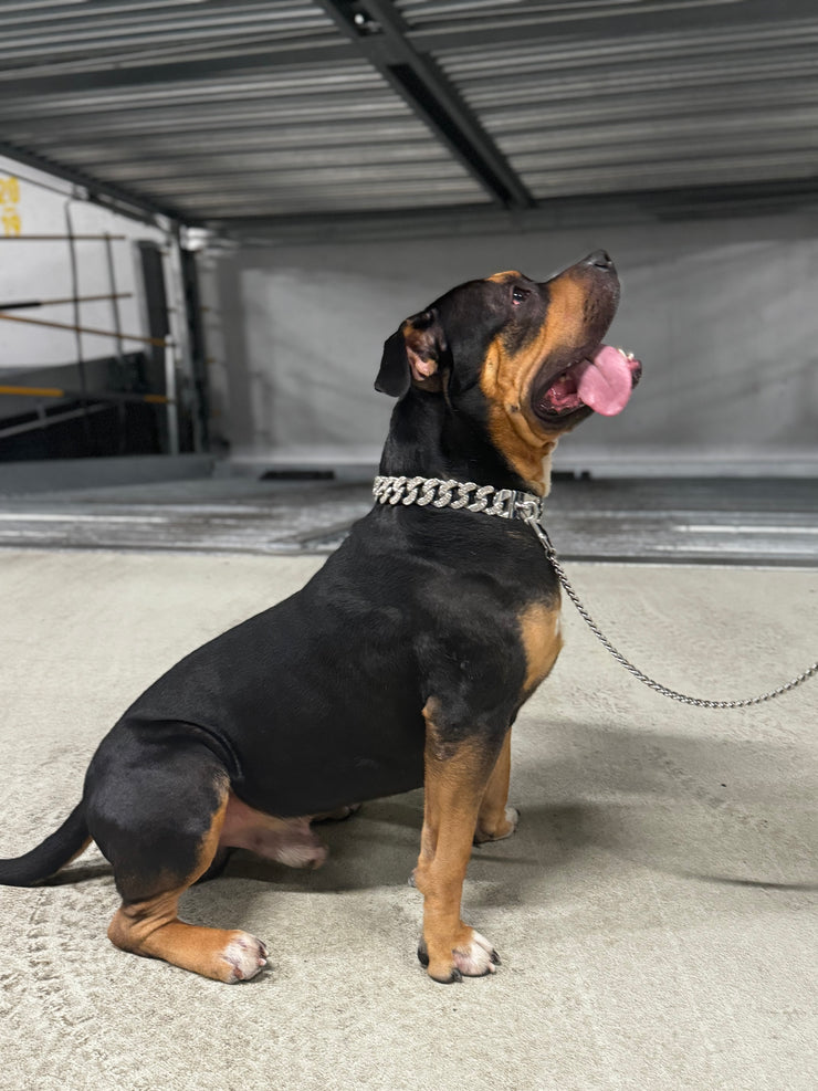 Ice out Cuban Edelstahl Hunde Halskette