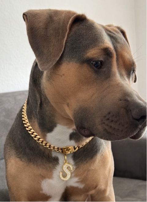 Gold Halskette - LUXDOG