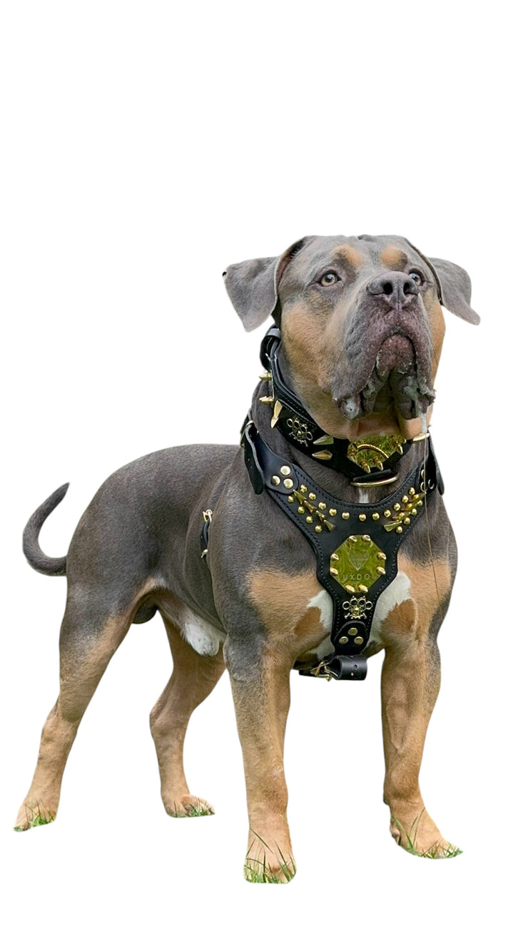 Luxdog fight Geschirr